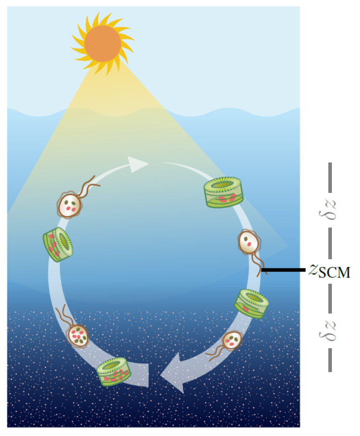 Kreislauf der Phytoplanktonbewegung. Grafik: Wirtz, M. et al. (2022) Bewegung Phytoplankton