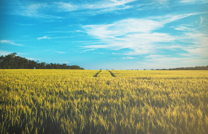 Die Membranen bringen auch Vorteile für die Produktion von Düngemitteln. Foto: D O M I N I K J P W via Unsplash Bild Feld